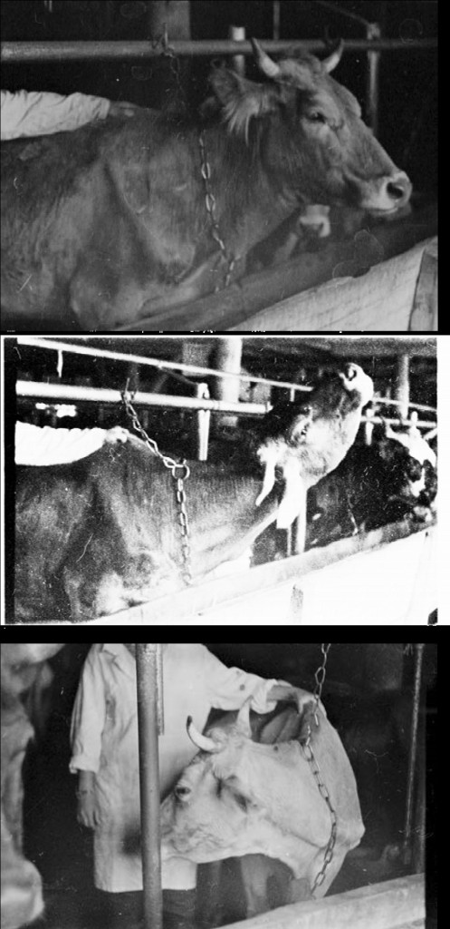 Рис. 23. Реакции коров при изучении темперамента. а – высоко держит голову, б – выкручивание шеи, в – опускание головы и поворот к испытателю.